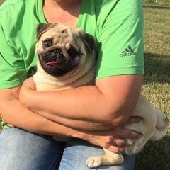 Judy Maassen dog breeder pugs