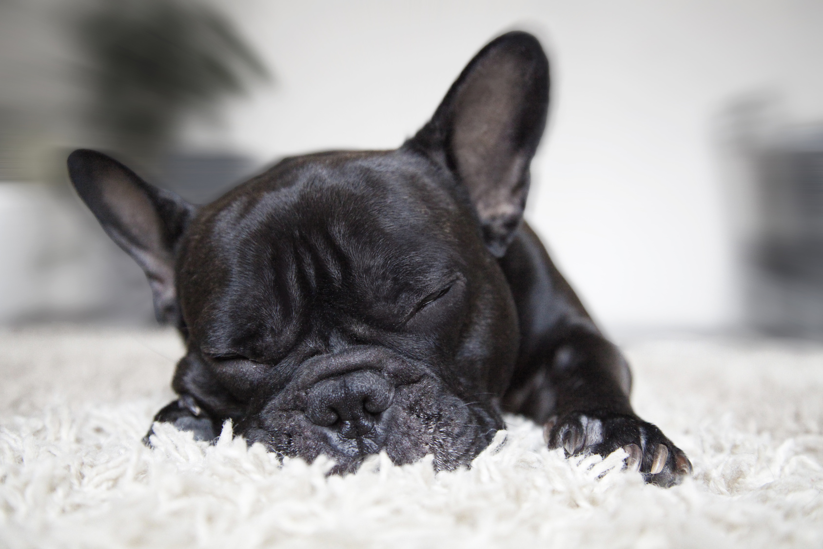 Judy Maassen dog breeder frenchie puppy