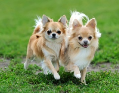 Earl, Light, dog, breeder, aca, show, earl-light, dog-breeder, aca-dog-show, pic100