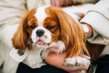 earl, light, dog, breeder, aca, show, earl-light, dog-breeder, aca-dog-show, pic100, picture