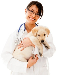 Darryl Butler is a professional Dog breeder, handler, and Dog Show Judge locacted in Harrisburg, Pennsylvania.  pic10