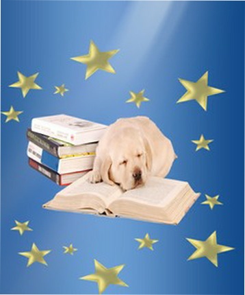Darryl Butler is a professional Dog breeder, handler, and Dog Show Judge locacted in Harrisburg, Pennsylvania. pic14