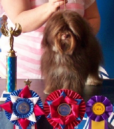 earl light dog breeder aca show