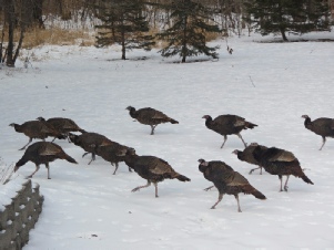 jason, lee, mn, dog, breeder, Randall, minnesota, jason-lee, dog-breeder, turkey