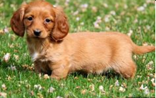 rainbow, creek, kennels, rainbow-creek-kennels, kennels, ny, dog, breeder,pic01