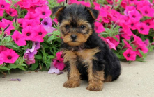rainbow, creek, kennels, rainbow-creek-kennels, kennels, ny, dog, breeder,pic02