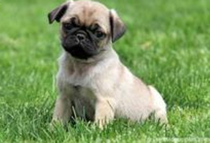 rainbow, creek, kennels, rainbow-creek-kennels, kennels, ny, dog, breeder,pic03