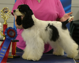 rainbow, creek, kennels, rainbow-creek-kennels, kennels, ny, dog, breeder, pic12