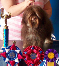 rainbow, creek, kennels, rainbow-creek-kennels, kennels, ny, dog, breeder, pic13