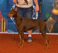 tina, schumer, dog, breeder, aca, show, tina-schumer, dog-breeder, aca-dog-show, pic01, picture