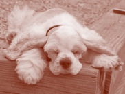 Tina_Schumer_Dog_Breeder_aca-show-pic016