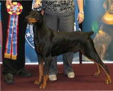Tina, schumer, dog, breeder, aca, show, tina-schumer, dog-breeder, aca-dog-show, pic03, handler, judge