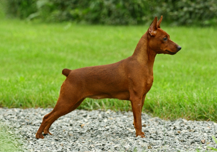 Lewis Bloom Dog Breeder Mother Dog