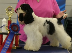 Marla Campbell dog breeder show2