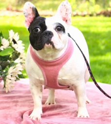 Silver Moon French Bulldogs mom