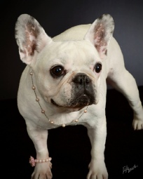 Silver Moon French Bulldogs mom2