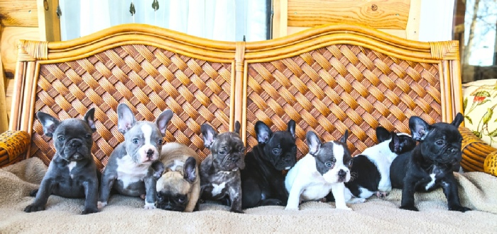 Silver Moon French Bulldogs puppies