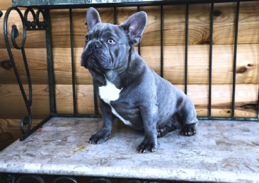 Silver Moon French Bulldogs stud