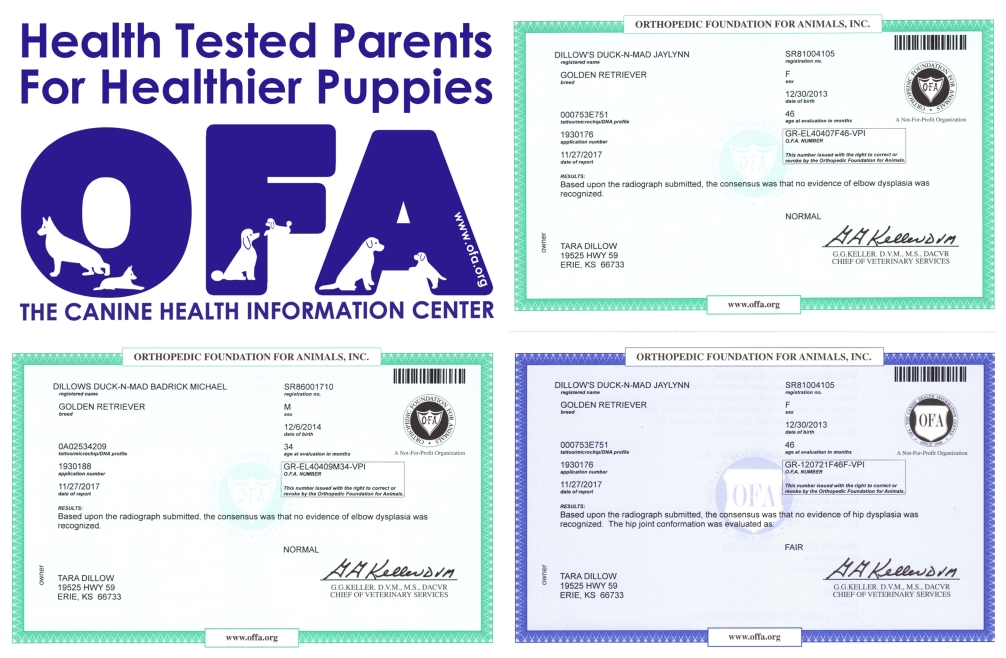 tara, dillow, dog, breeder, star, certificate, tara-dillow, dog-breeder, erei, ks, kansas, puppy, dog, kennels, mill, dog-show. puppymill, 5-star, ACA, ICA, registered, show handler, retrievers, usda, 48-A-2019, 48A2019